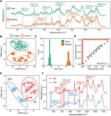 Artificial intelligence-aided rapid and accurate identification of clinical fungal infections by single-cell Raman spectroscopy